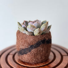 Load image into Gallery viewer, Felt Pods